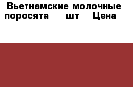 Вьетнамские молочные поросята. 20 шт. › Цена ­ 2 000 - Воронежская обл., Грибановский р-н, Грибановский рп Животные и растения » Другие животные   . Воронежская обл.